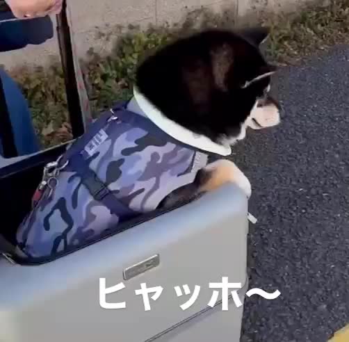 日本発のペットキャリー Petico ペチコ Legend Walker レジェンドウォーカー 日本発のペットキャリー Petico ペチコ Legend Walker レジェンドウォーカー