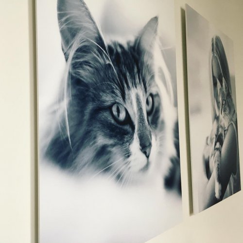 Photo post from signkings.