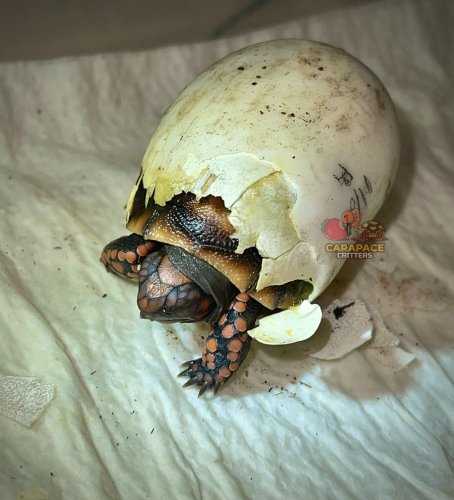 Photo post from carapacecritters.