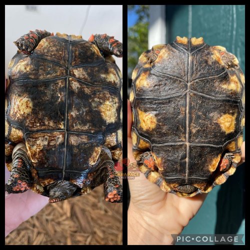 Photo post from carapacecritters.