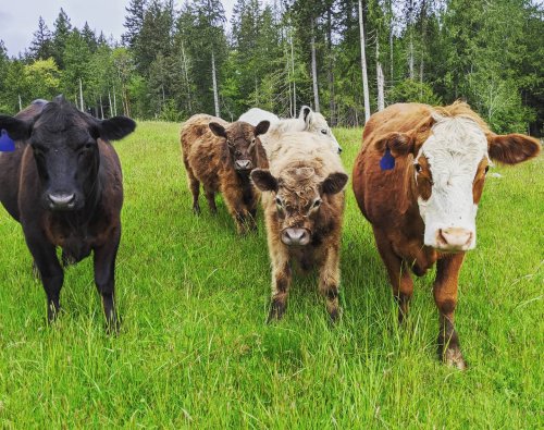 Photo post from hungryhollowfarm.