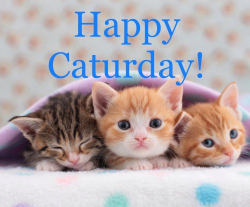 Photo post from familyanimalhospitalcm.