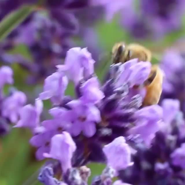 Video post from comvita_nz.