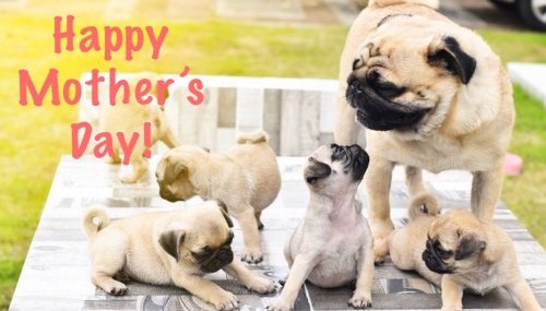 Photo post from familyanimalhospitalcm.