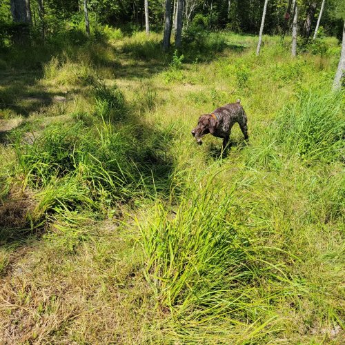 Carousel post from reddogguideservice.