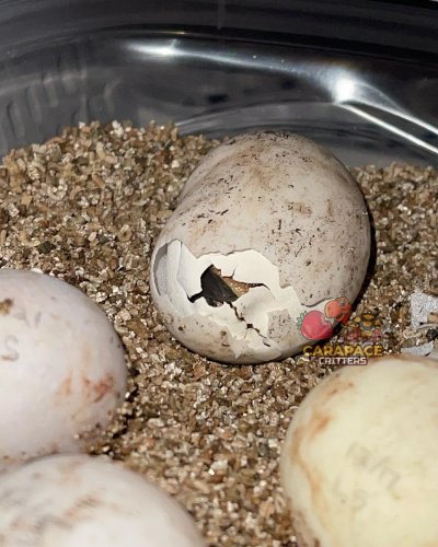 Photo post from carapacecritters.