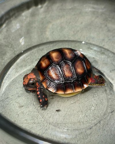 Photo post from carapacecritters.