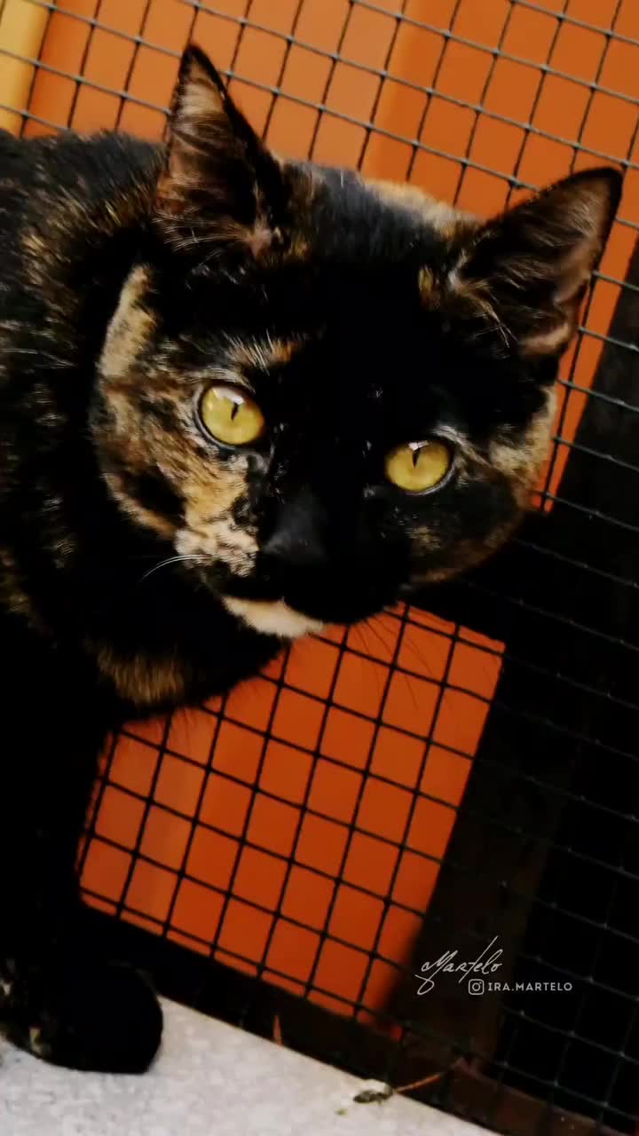 Video post from ira.martelo.