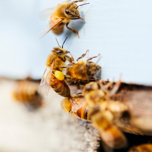 Photo post from comvita_nz.