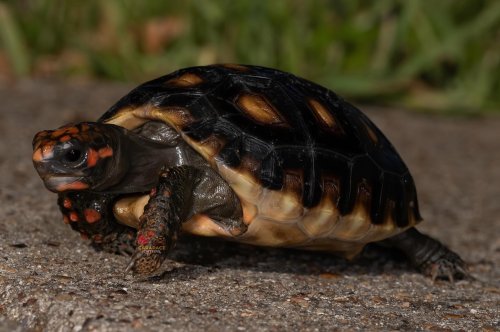 Carousel post from carapacecritters.