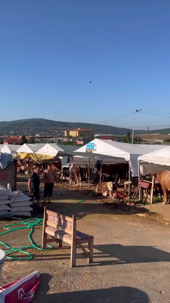 Video post from mehmetenliogluofficial.