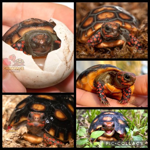 Photo post from carapacecritters.