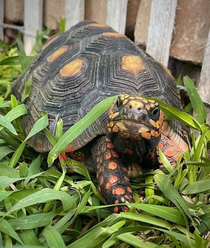 Photo post from carapacecritters.