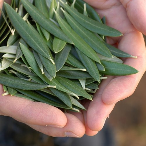 Photo post from comvita_nz.