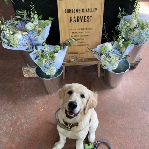 Photo post from currumbinvalleyharvest.