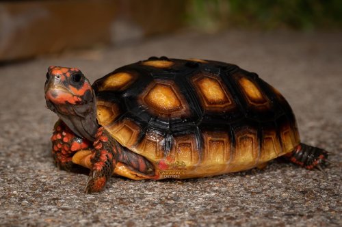 Photo post from carapacecritters.