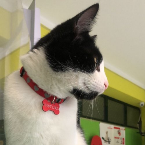 Photo post from clinica_veterinaria_dourosul.