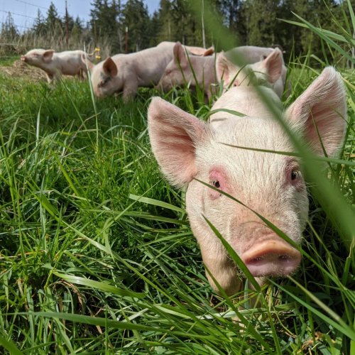 Photo post from hungryhollowfarm.