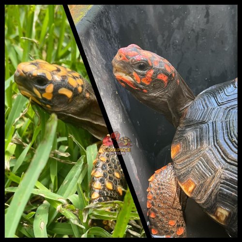 Photo post from carapacecritters.