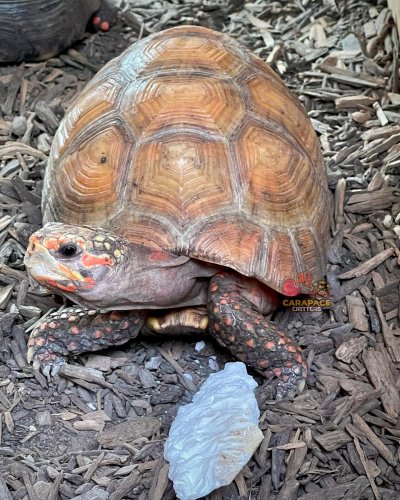 Photo post from carapacecritters.