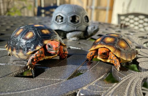 Photo post from carapacecritters.