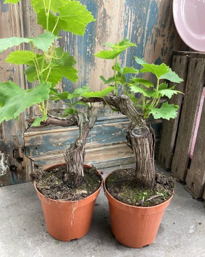 Photo post from blomsterborsen.