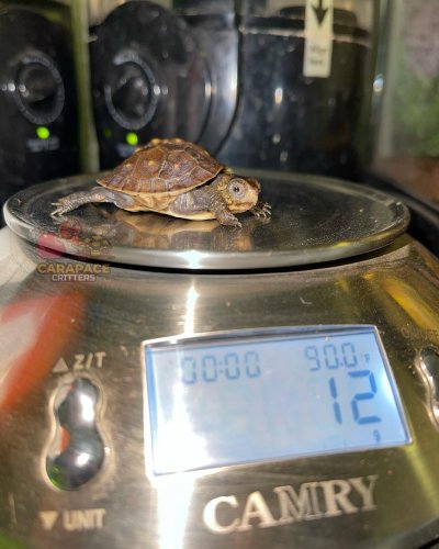 Photo post from carapacecritters.