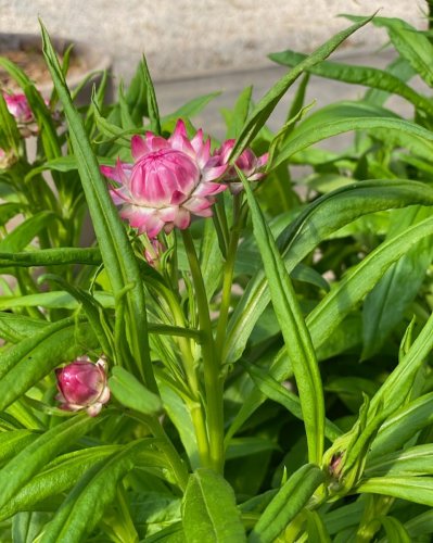 Photo post from currumbinvalleyharvest.