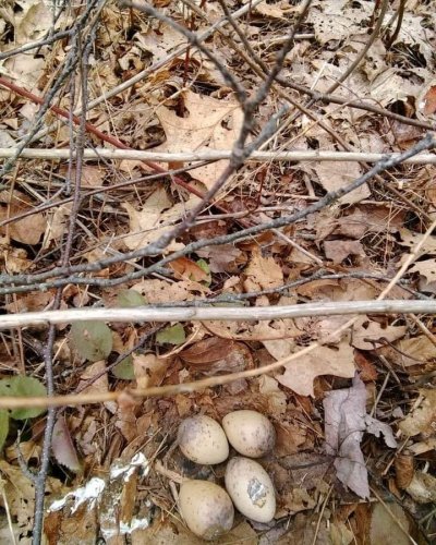 Photo post from reddogguideservice.