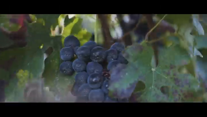 Video post from purethewineryes.