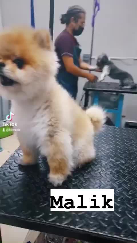 Video post from medicalpettj.