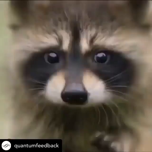 Video post from wildwitchesmagic.