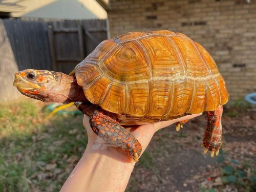 Photo post from carapacecritters.