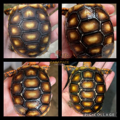 Photo post from carapacecritters.