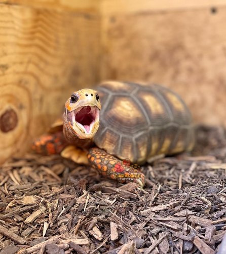 Photo post from carapacecritters.