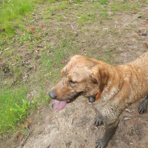 Carousel post from reddogguideservice.