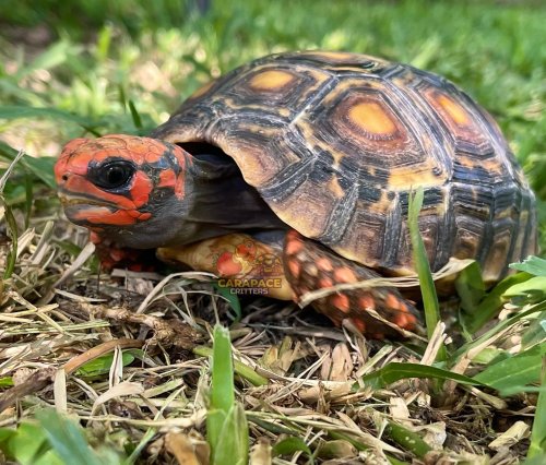 Photo post from carapacecritters.