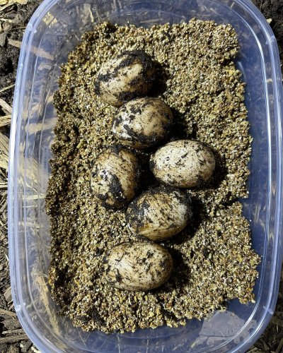 Photo post from carapacecritters.