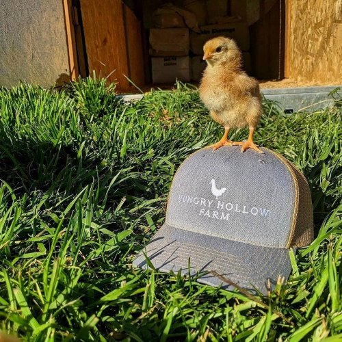 Carousel post from hungryhollowfarm.