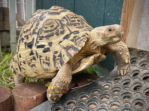 Photo post from carapacecritters.