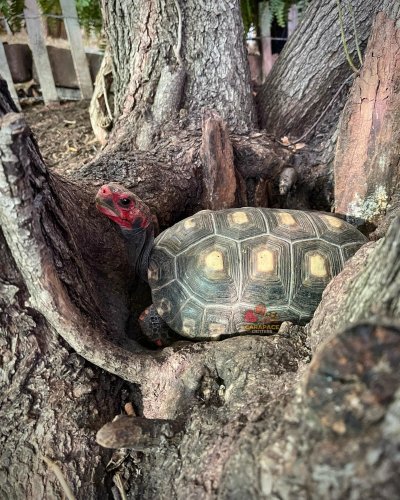 Photo post from carapacecritters.