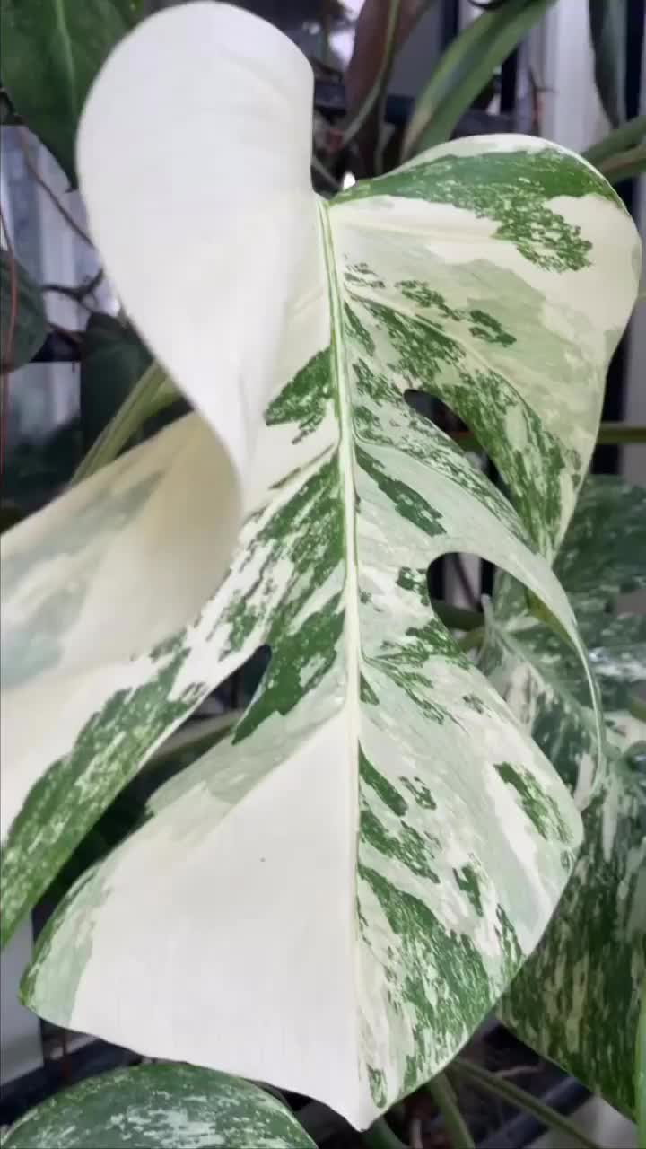 Video post from purkinje_crazyforplants.