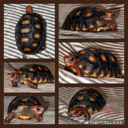 Photo post from carapacecritters.