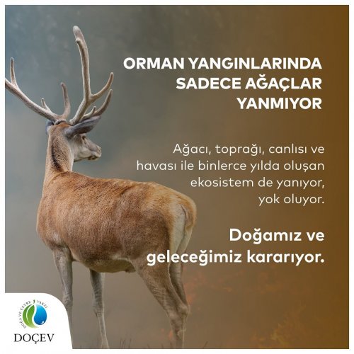 Photo post from dogavecevrevakfi.