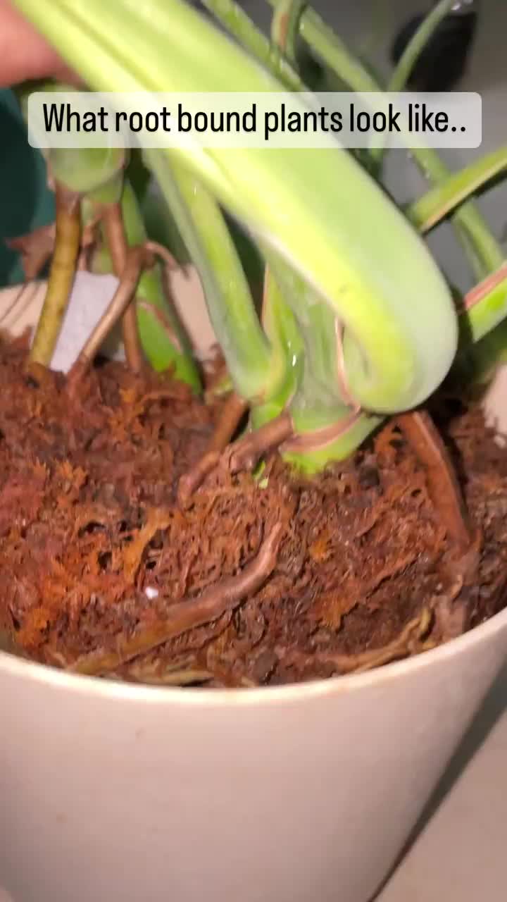 Video post from purkinje_crazyforplants.