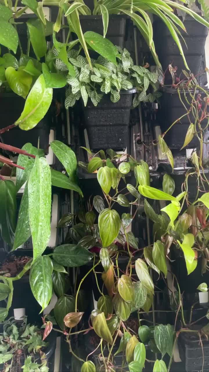 Video post from purkinje_crazyforplants.