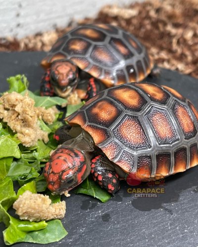 Photo post from carapacecritters.