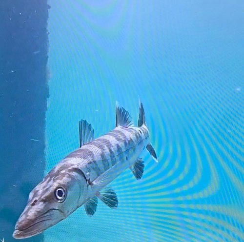 Photo post from ejs_fishing_charters.