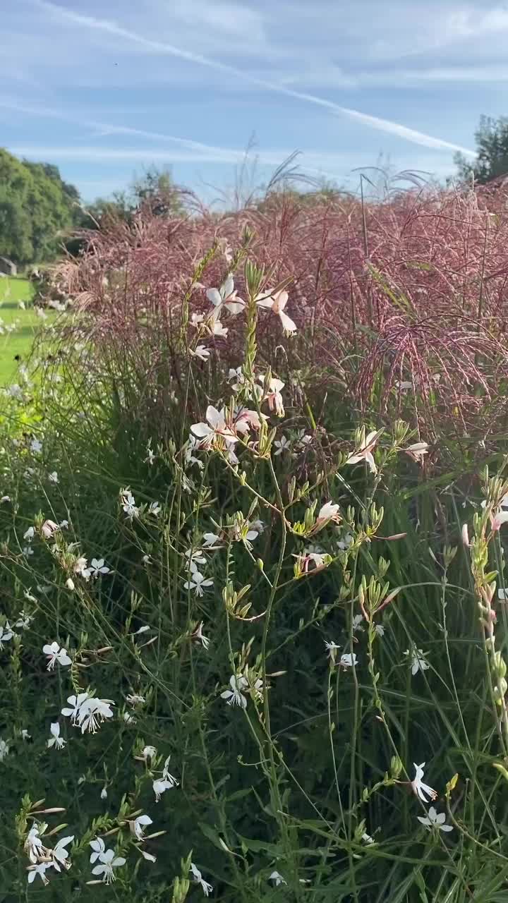 Video post from sussexprairies.