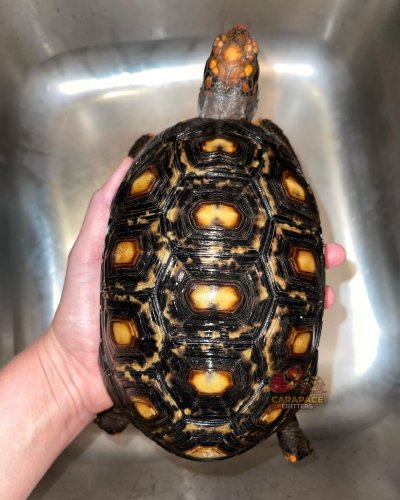 Photo post from carapacecritters.